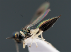 Chrysocharis