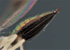 Chrysocharis
