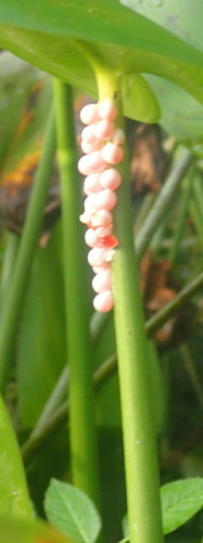 Pomacea paludosa image