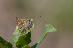 Hesperia woodgatei