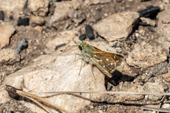 Hesperia woodgatei