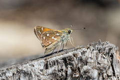 Hesperia woodgatei