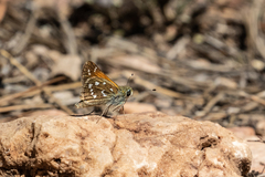 Hesperia woodgatei