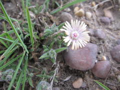 Trichodiadema strumosum