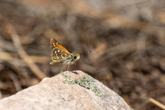 Hesperia woodgatei