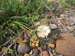 Trichodiadema strumosum