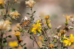 Hesperia woodgatei