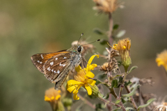 Hesperia woodgatei