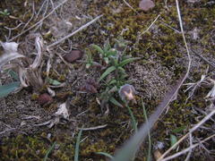 Trichodiadema strumosum