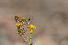 Hesperia woodgatei