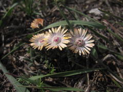 Trichodiadema strumosum