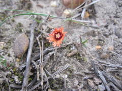 Trichodiadema gracile