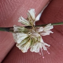 Eriogonum molestum
