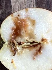 Rhagoletis pomonella