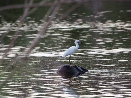 Snowy Egret photographed in Nevada