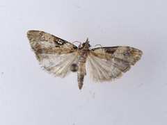 Scoparia acharis