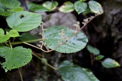 Dendrocnide urentissima