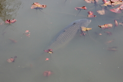 Cyprinus