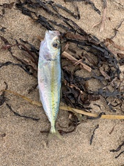 Selar crumenophthalmus