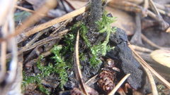 Auriscalpium vulgare