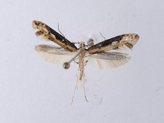Crypsitricha generosa