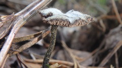 Auriscalpium vulgare