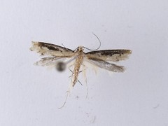 Crypsitricha generosa