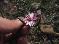 Lampranthus spiniformis