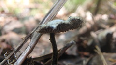 Auriscalpium vulgare
