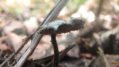 Auriscalpium vulgare