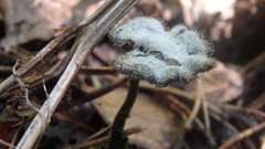 Auriscalpium vulgare