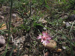 Lampranthus spiniformis