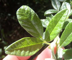Psoralea sericea