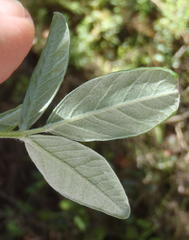 Psoralea sericea