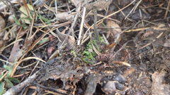 Auriscalpium vulgare