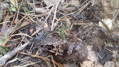 Temnothorax schaumii