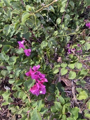 Bougainvillea