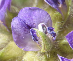 Psoralea sericea