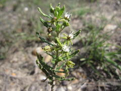 Aspidoglossum heterophyllum