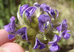 Psoralea sericea