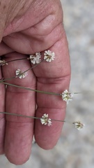Eriogonum molestum
