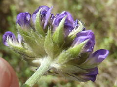 Psoralea sericea