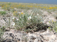 Nerisyrenia linearifolia