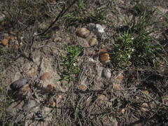 Aspidoglossum heterophyllum