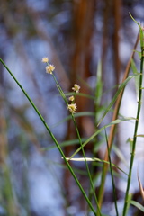 Juncus scirpoides