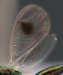 Chrysocharis