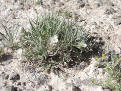 Nerisyrenia linearifolia