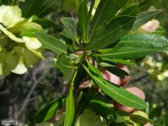 Dodonaea viscosa angustifolia