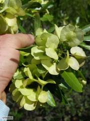 Dodonaea viscosa angustifolia