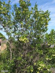 Dodonaea viscosa angustifolia